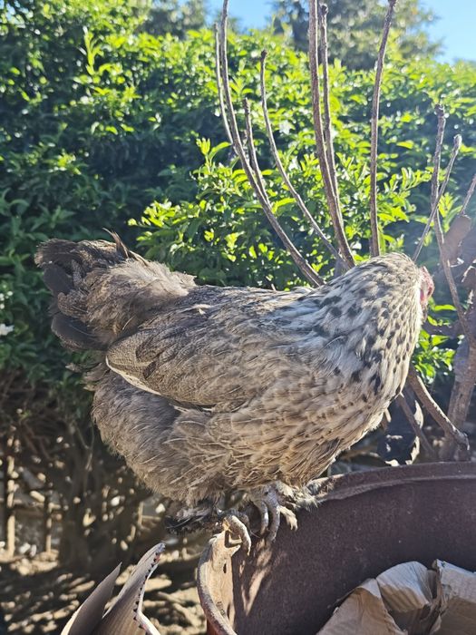 Galinha procura nova capoeira