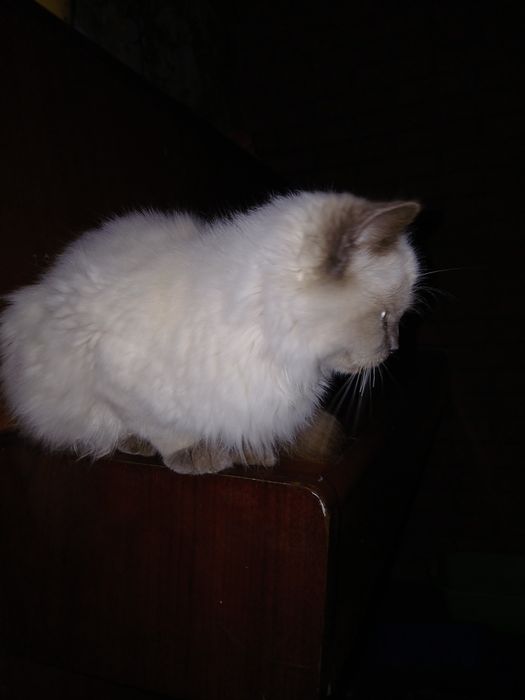 Спасіть кицю від холоду та голоду