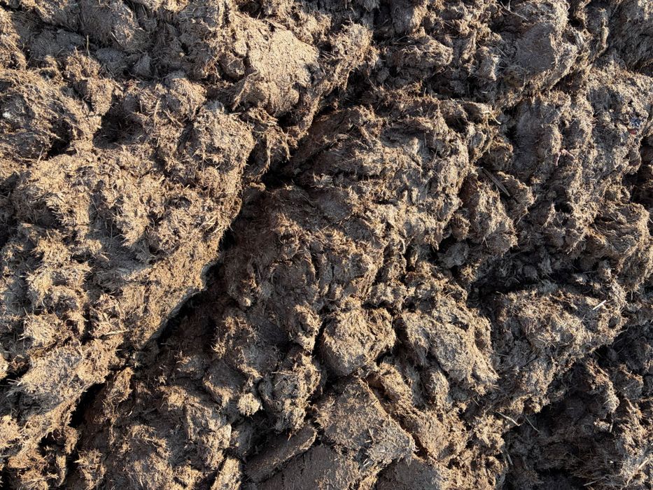 Obornik Bydlęcy                    .