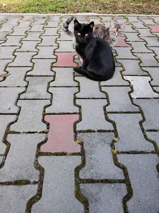 Віддам гарних кошенят в добрі руки