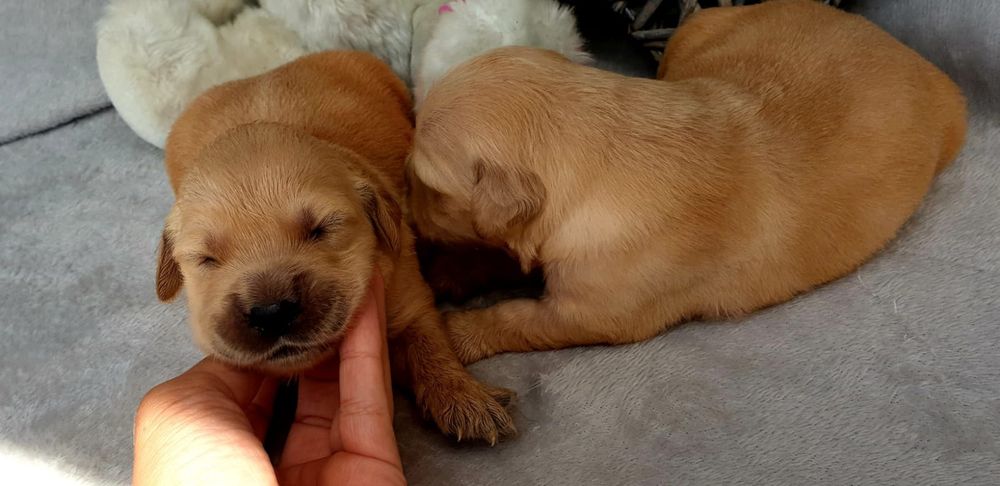 Golden Retriever com LOP e Afixo