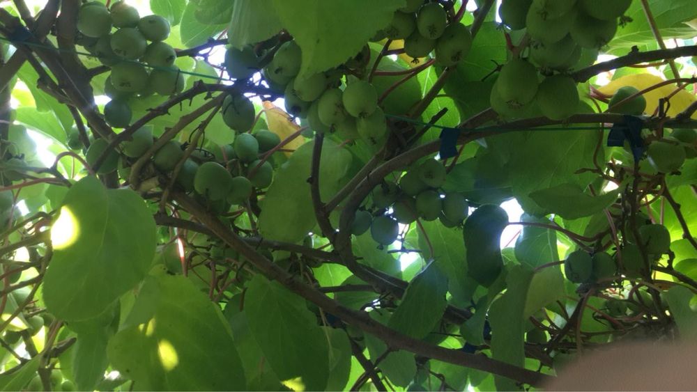 Актинідія 3 річна 10 сортів (міні ківі)