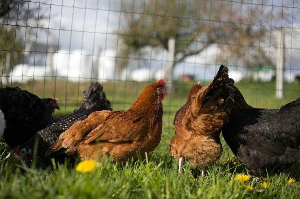 Kurki kokoszki nioski rasy Rosa brązowa odchowana dostawa na miejsce
