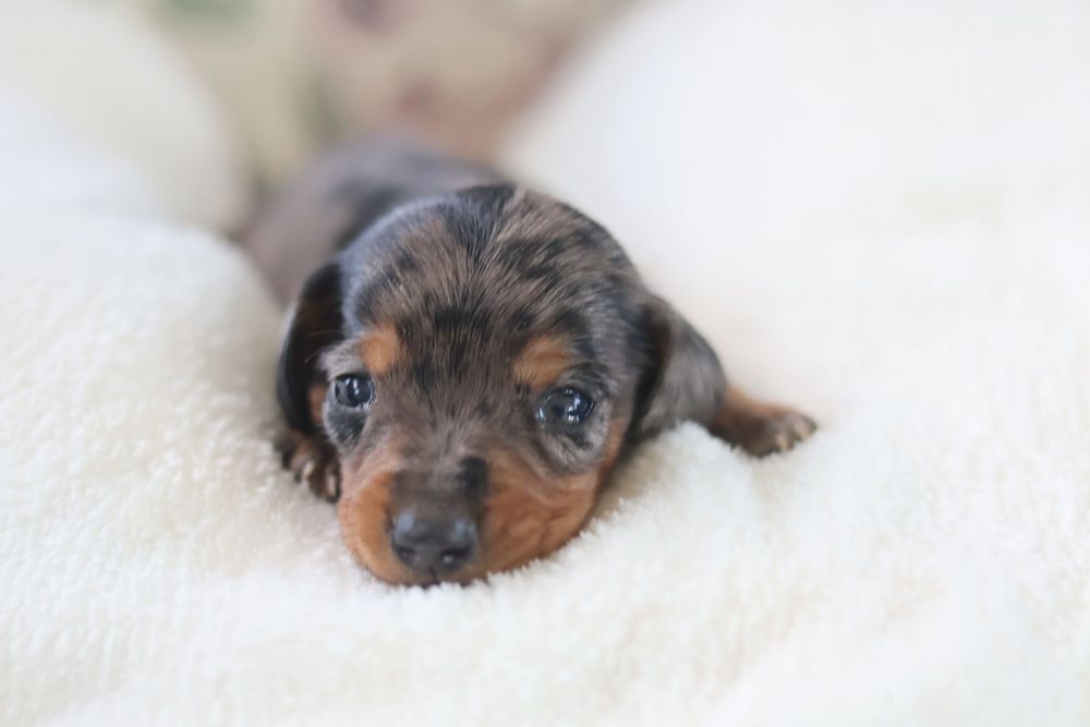 Piesek jamnik kroliczy