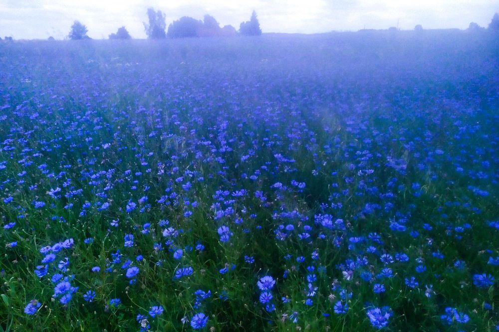 Miód Chabrowy 2025r / Zapraszamy !!