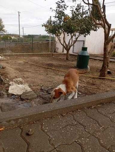 Olá boa noite veio por este meio a informar que este cachorro tá a dar