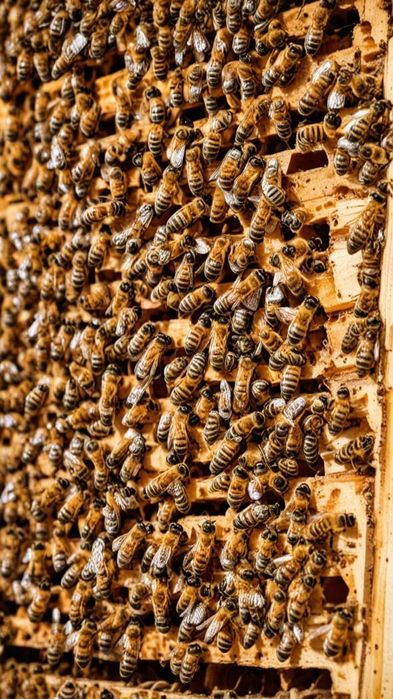 Продам бджолопакети (4 рамки розплоду + струс)