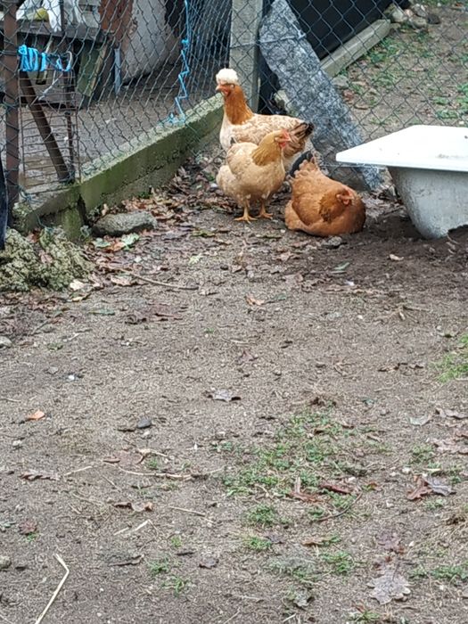 Patos perus frangos galinhas