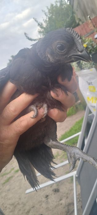 Kury i koguty ayam cemani