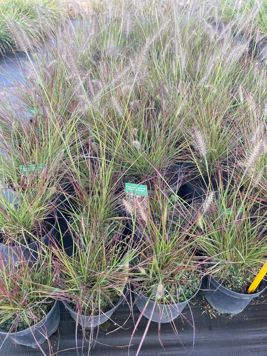 Trawa Rozplenica Japońska Hameln Cena 25 zł