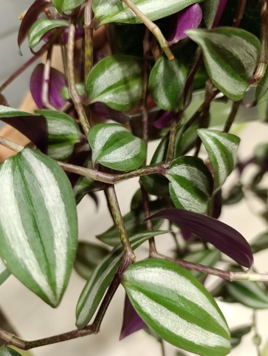 Традесканция Зебрина