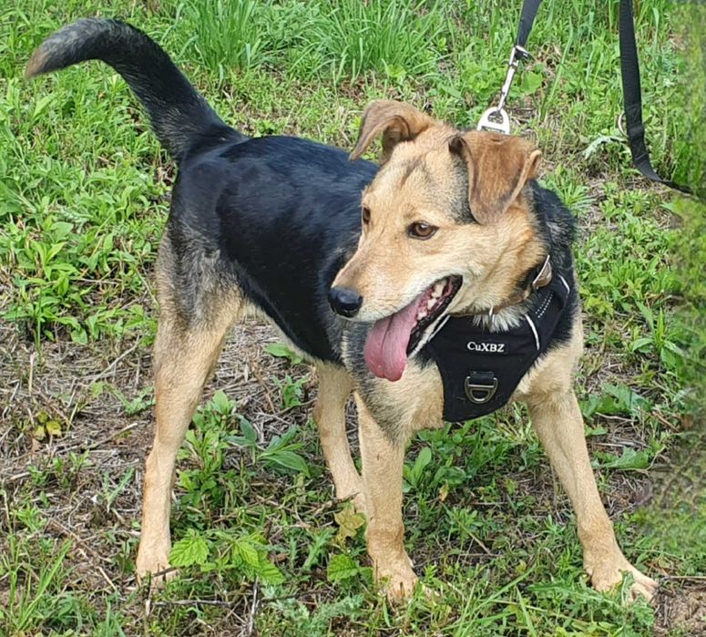 Jacky- wierny przyjaciel na dobre i na złe