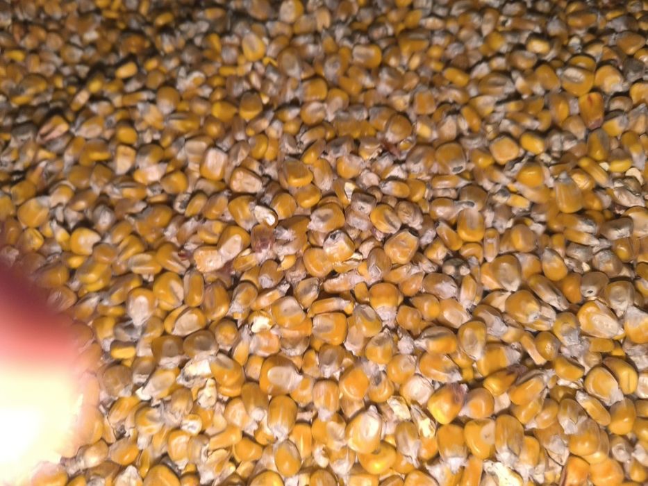 Sprzedam zboże jęczmień pszenica pszenżyto kukurydzę