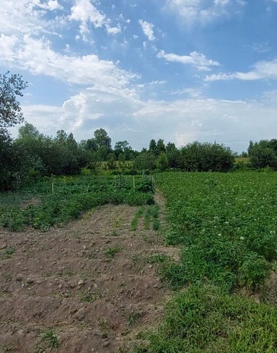 Продам дачу в селі Кіїнка