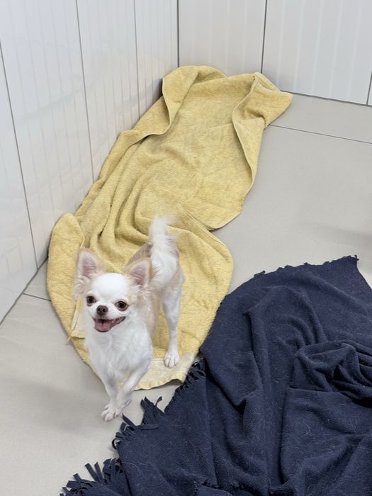 Chihuahua dziewczynka FCI