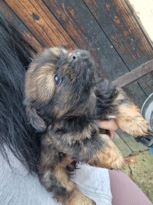 Oddam za darmo szczeniaczki!