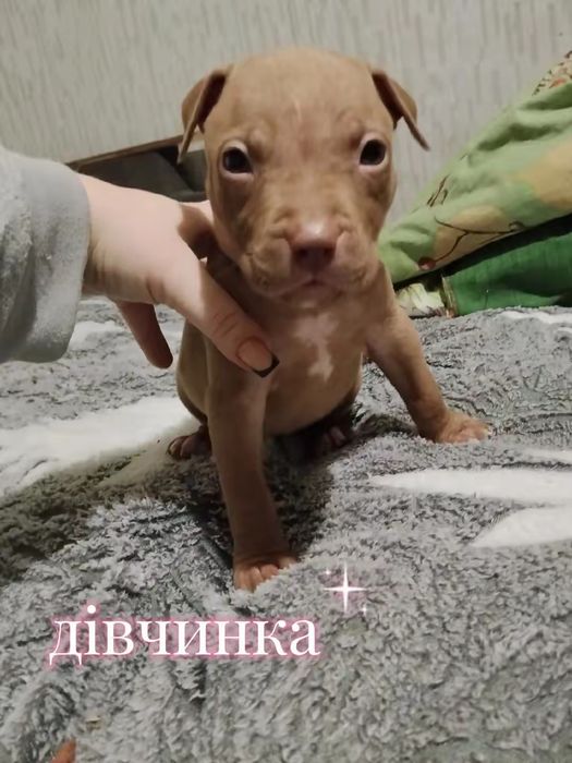 Американський пітбультерєр