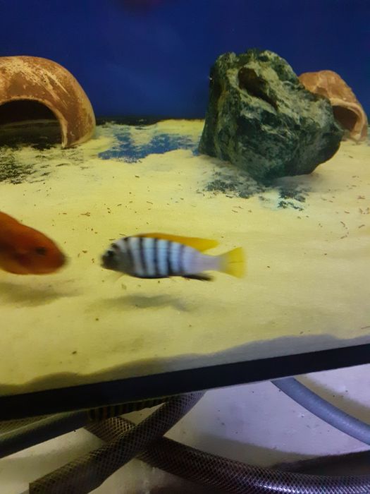 Cynotilapia afra jalo reef . Pyszczaki z Malawi