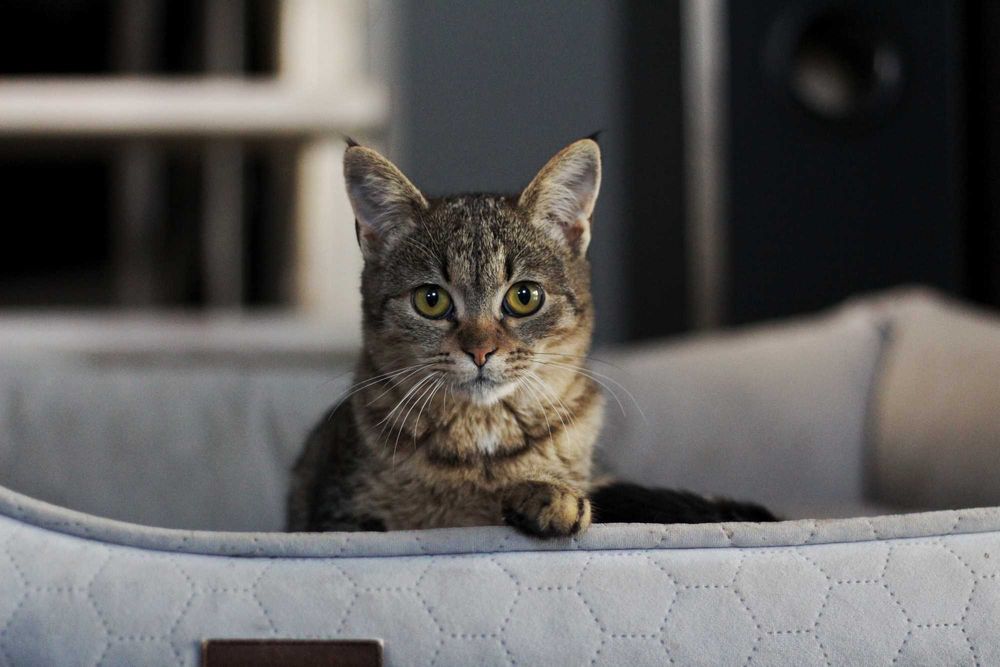 Lila i George- kocięta do adopcji