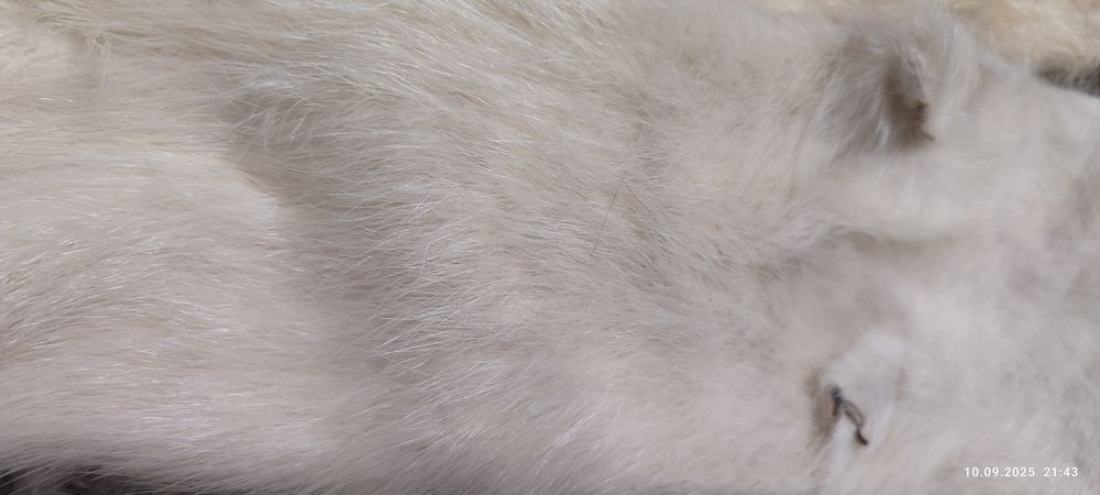 Натуральне хутро дешево