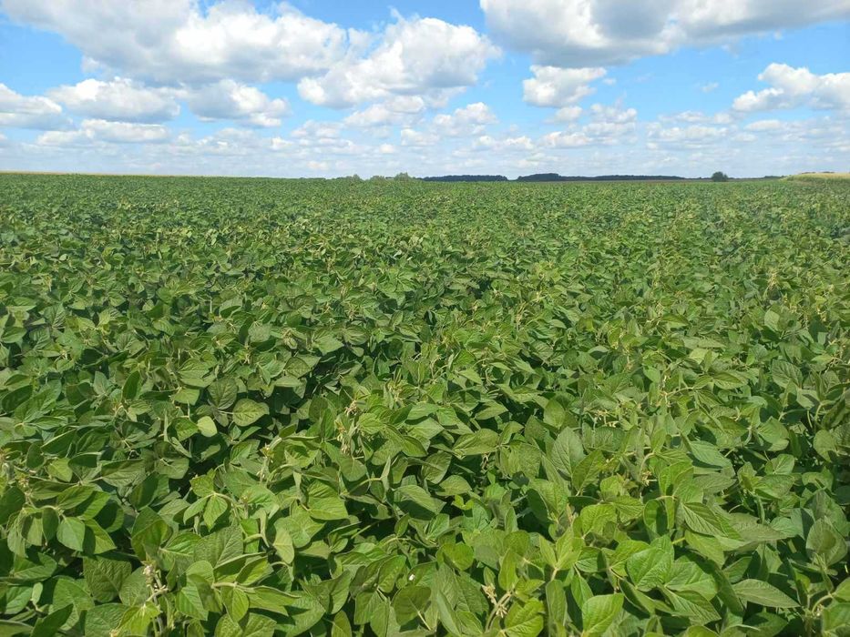 Оренда землі, паю