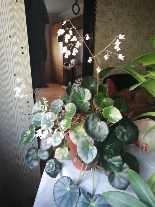 Каллизия хлорофитум сансевиерия эхинопсис рео валлота алоэ кислица