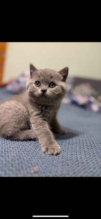 Kotki brytyjskie point, niebieskie