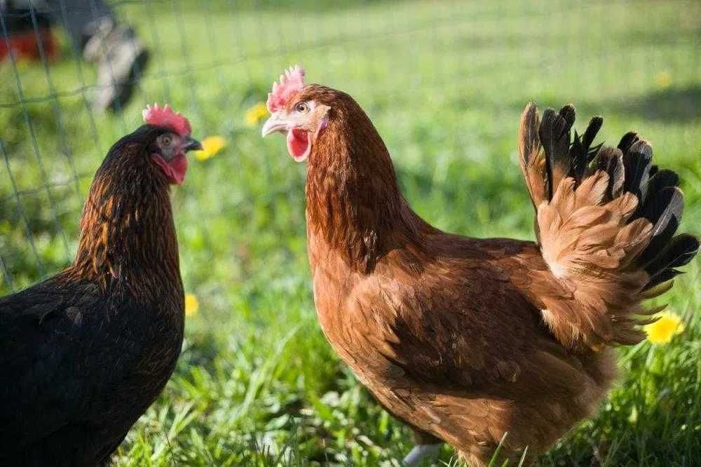 Kury Kokoszki Nioski