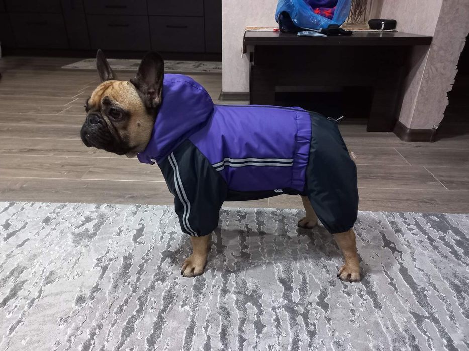 Шью одежду для собак