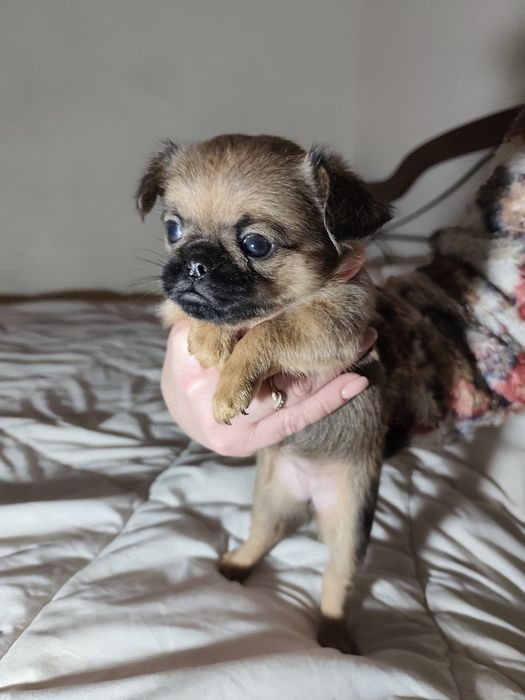 Продаются щенки брабансон  три суки и один кабель