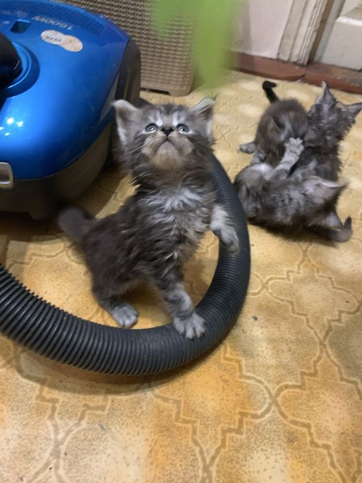 Котенята мейкунята