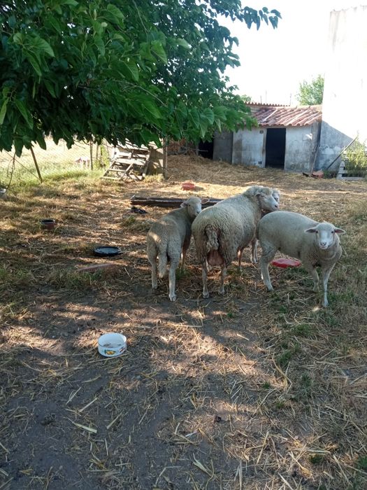 Venda de borregos