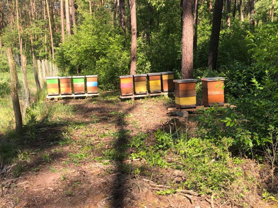 Miód od pszczelarza