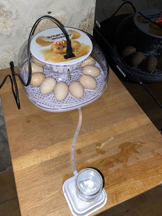 Chovadeira 12 ovos como nova