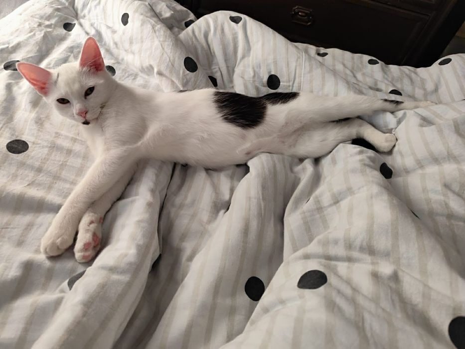 Kochane miziaki szukają wspólnego domu stalego!