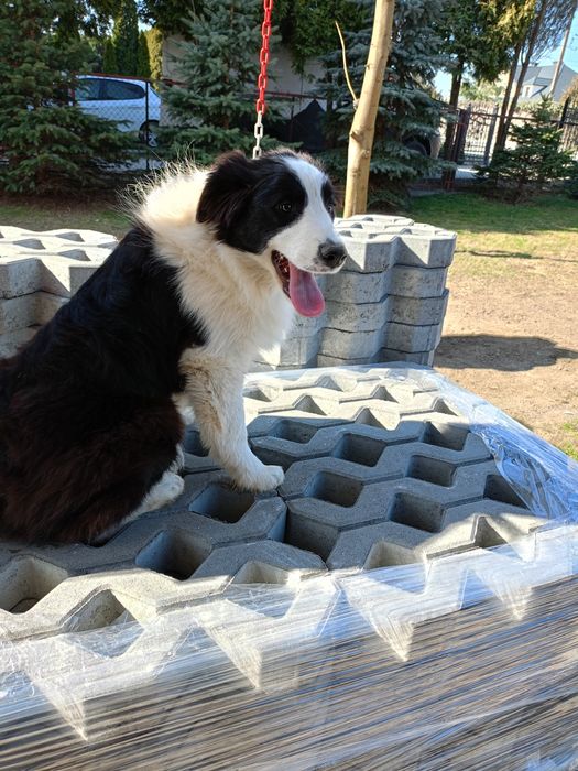 Border Collie FCI piesek duży i mądry.