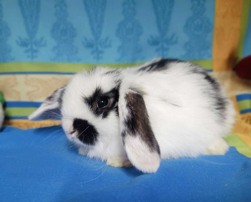 Sprzedam króliczki mini loop mini lop niebieskookie białe