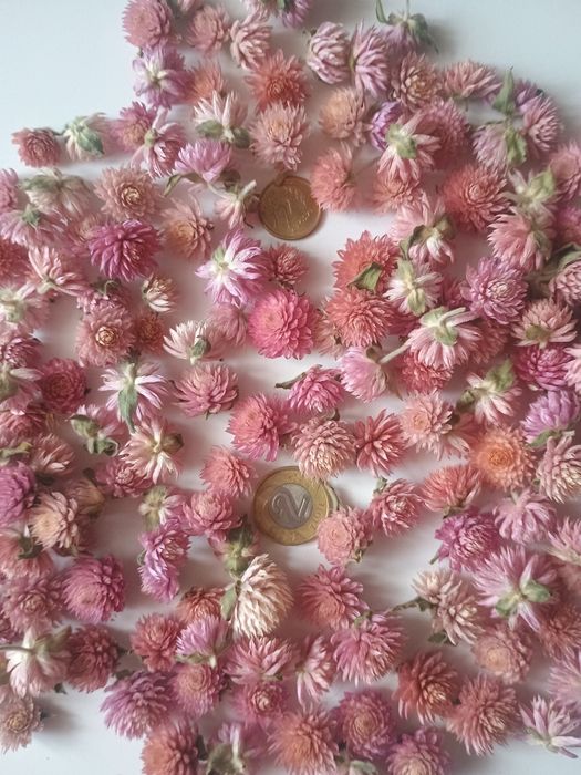 Gomfrena główki 300szt