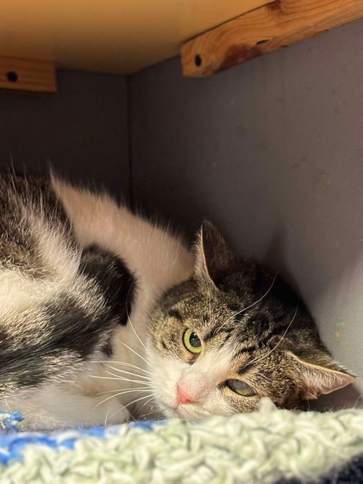 Kotka Tamara pilnie czeka na dom