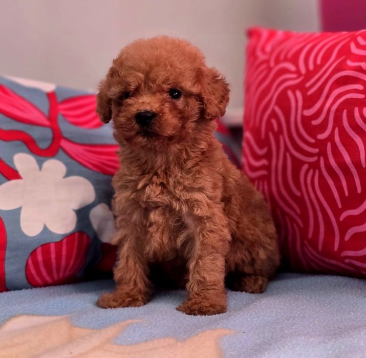 Suczka mini goldendoodle