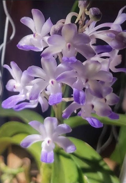 Орхидея Ванда Vandachostylis