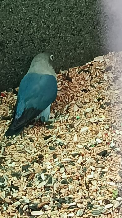 Aves caturras e agroponis