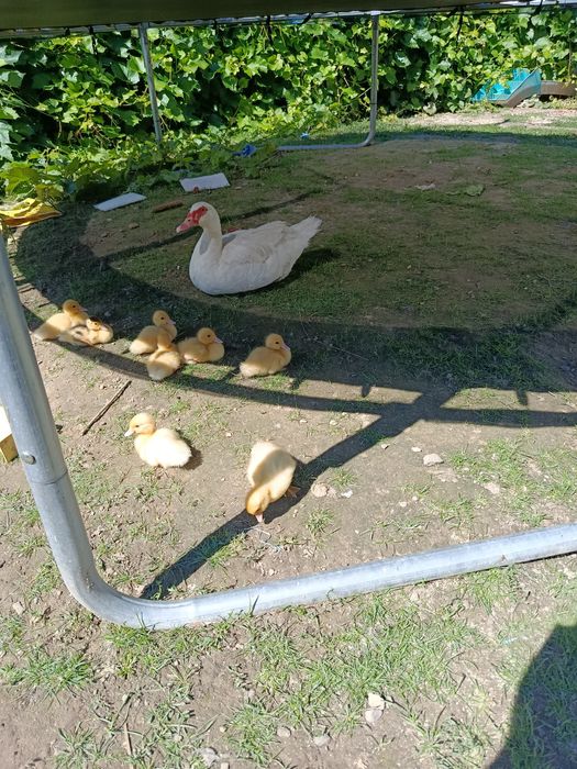 Каченята Німецької породи