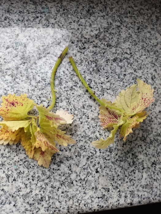 Koleusy 5 różnych odmiany