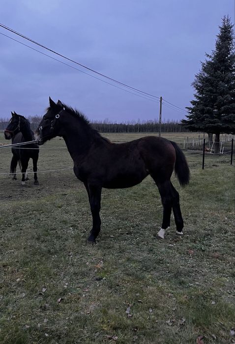 Klaczka śląska odsadek 7 miesiecy