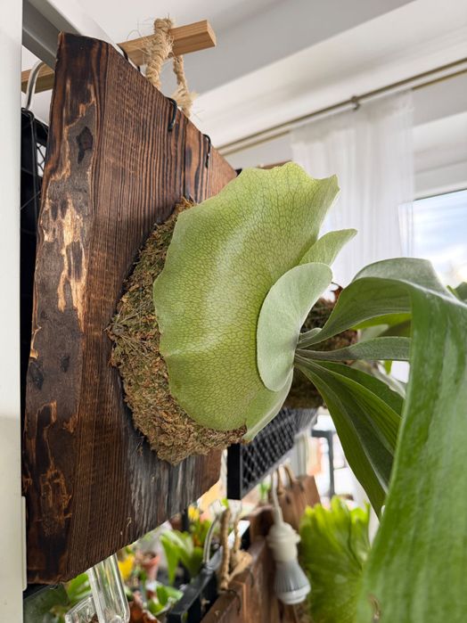 Kolekcjonerskie Platycerium Willinckii na desce – 60 cm