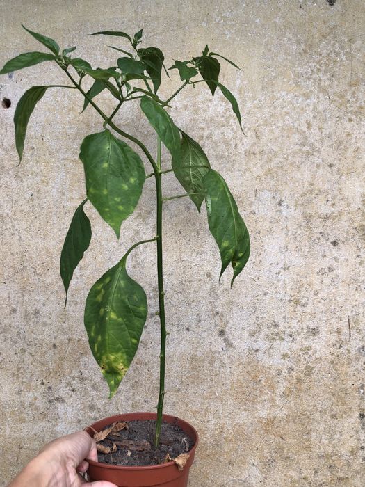 Planta malagueta sinos