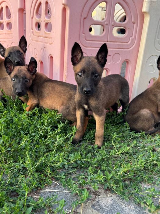 Щенки Малинуа от крупных родителей