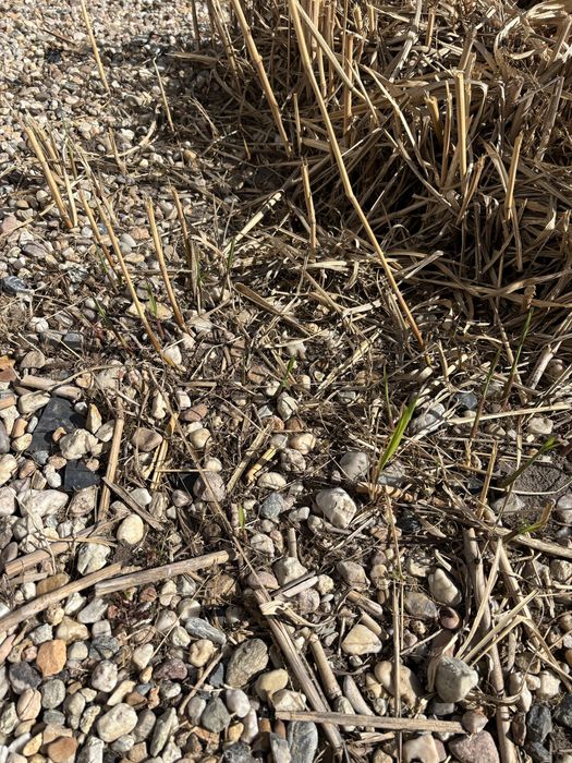 Kłącza miskanta olbrzymiego