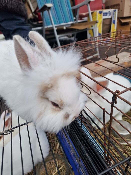 Кролик декоративний
